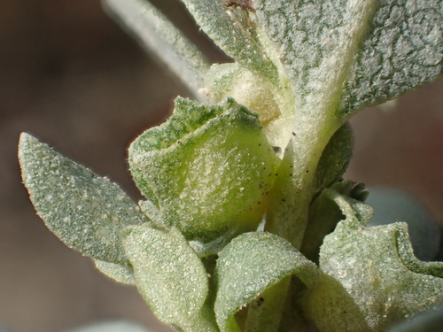 Atriplex maximowicziana (Maximowicz's saltbush) — photo