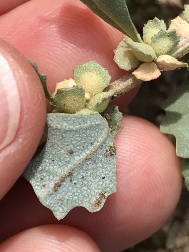Atriplex muelleri (Mueller’s saltbush) — photo
