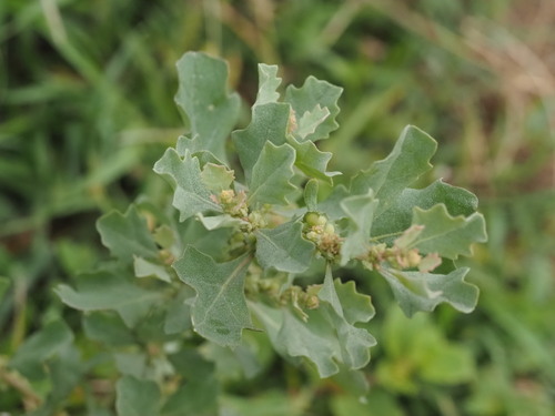 Atriplex muelleri (Mueller’s saltbush) — photo
