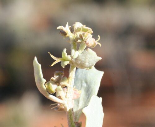 Atriplex nummularia (Old man saltbush) — photo
