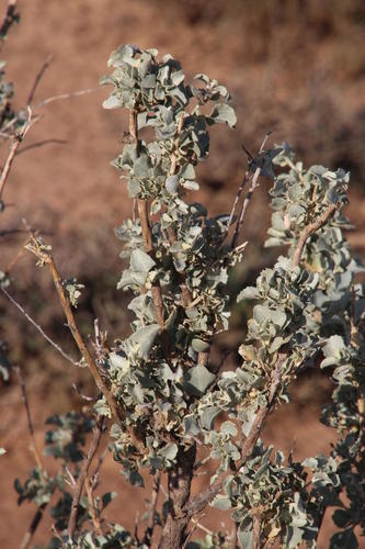 Atriplex nummularia (Old man saltbush) — photo