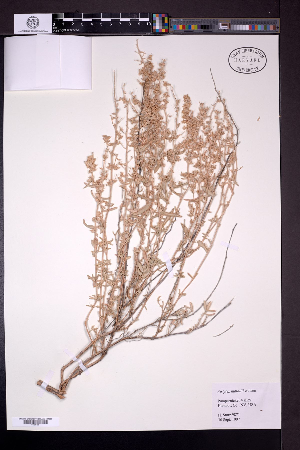 Atriplex nuttallii (Basin Saltbush) — photo