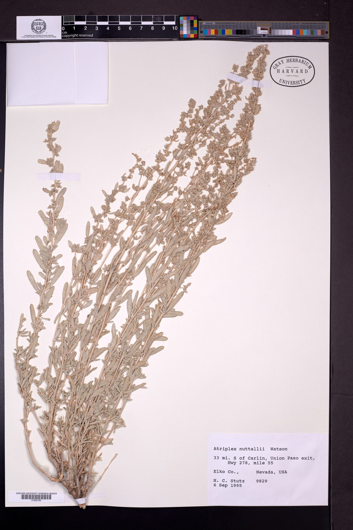 Atriplex nuttallii (Basin Saltbush) — photo