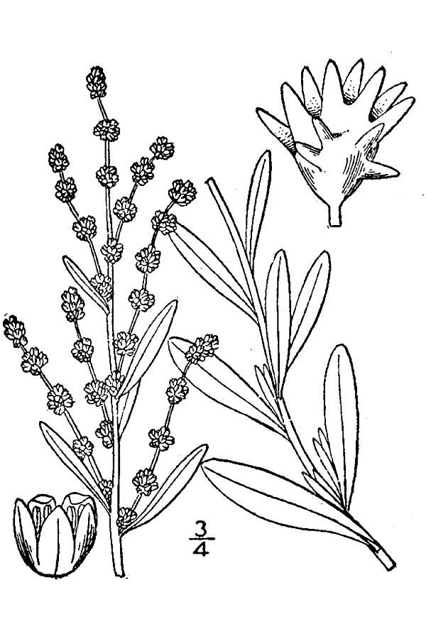 Atriplex nuttallii