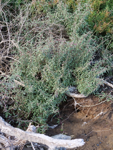 Atriplex paludosa (Marsh saltbush) — photo