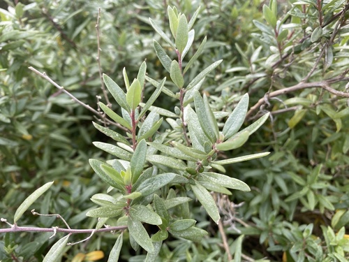 Atriplex paludosa (Marsh saltbush) — photo