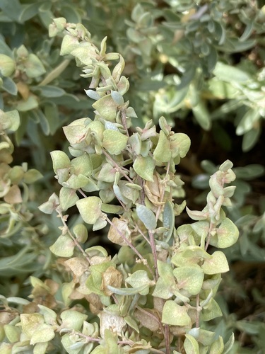 Atriplex paludosa