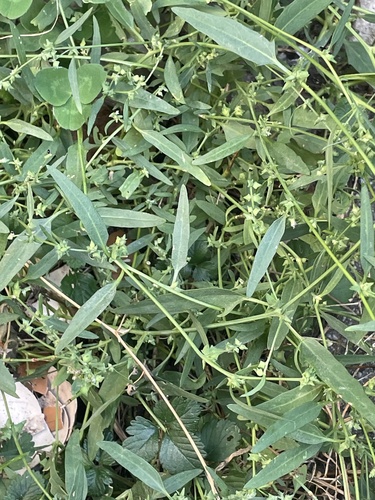 Atriplex patula (Common Orache) — photo