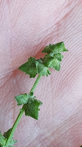 Atriplex patula (Common Orache) — photo