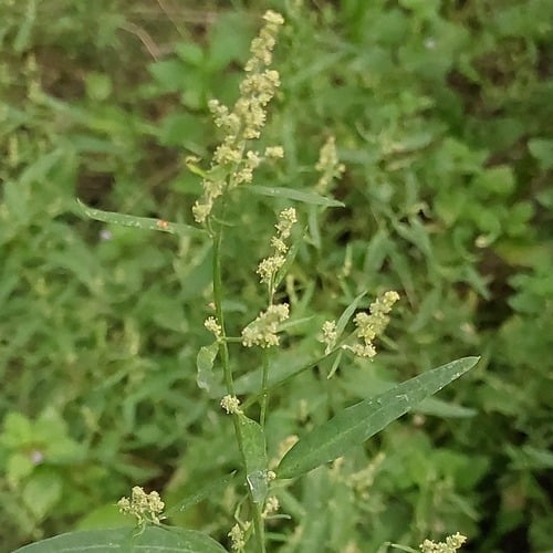 Atriplex patula
