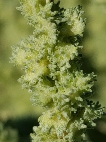 Atriplex polycarpa (All scale) — photo