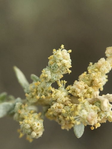 Atriplex polycarpa (All scale) — photo