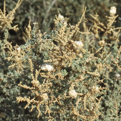 Atriplex polycarpa