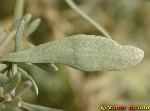 Atriplex portulacoides (Sea purslane) — photo