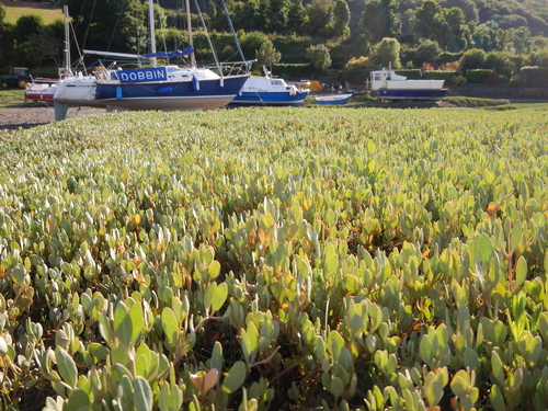 Atriplex portulacoides (Sea purslane) — photo