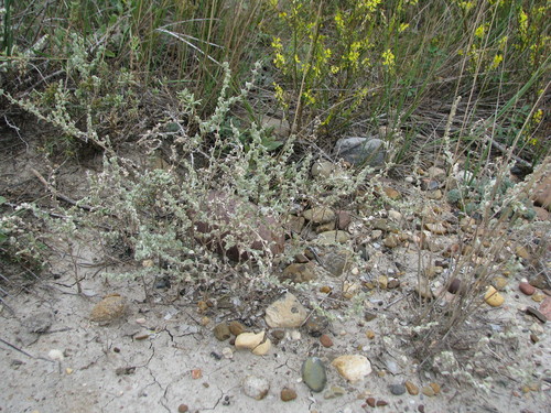 Atriplex powellii (Powell’s saltweed) — photo