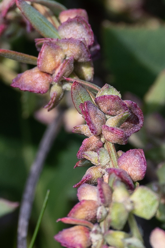Atriplex prostrata (Spear-leaved orache) — photo