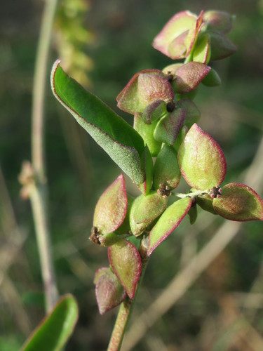 Atriplex prostrata (Spear-leaved orache) — photo