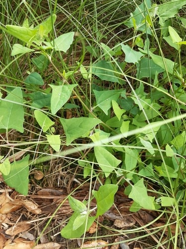 Atriplex prostrata