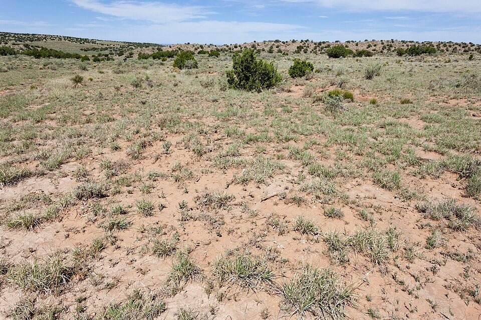 Atriplex repens