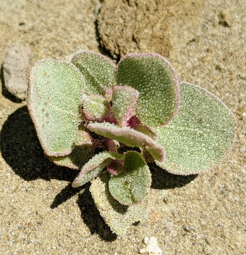 Atriplex saccaria (Sack saltbush) — photo