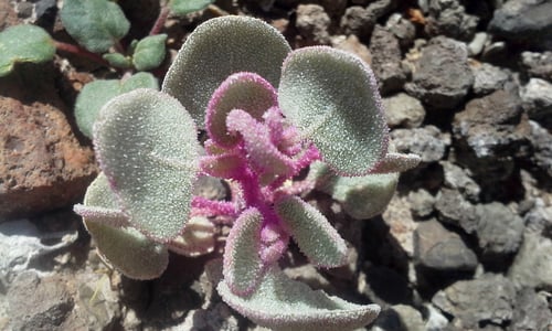 Atriplex saccaria