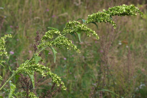 Atriplex sagittata (Fat Hen) — photo