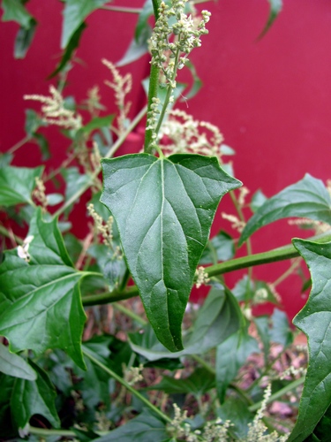 Atriplex sagittata (Fat Hen) — photo