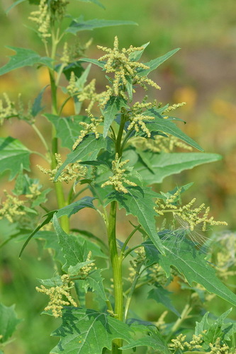 Atriplex sagittata