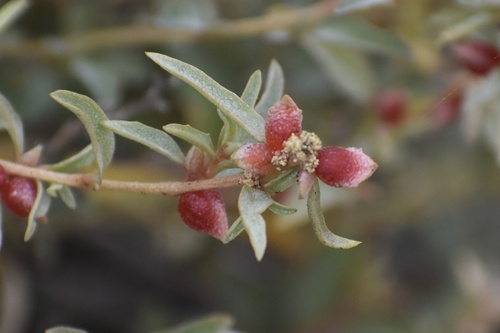 Atriplex semibaccata (Australian saltbush) — photo
