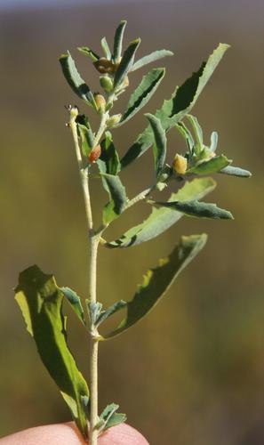 Atriplex semibaccata (Australian saltbush) — photo