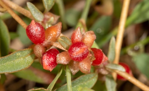 Atriplex semibaccata