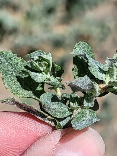 Atriplex serenana (Bractscale) — photo