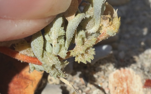 Atriplex serenana (Bractscale) — photo