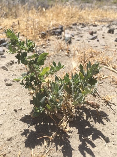 Atriplex serenana