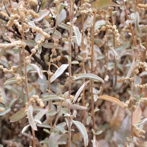 Atriplex stipitata (Kidney or Mallee saltbush) — photo