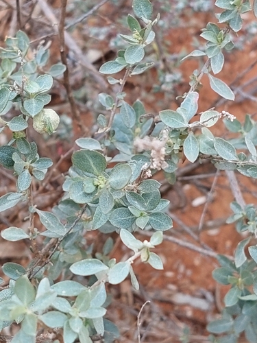 Atriplex stipitata (Kidney or Mallee saltbush) — photo