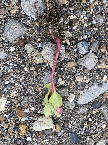 Atriplex subcordata — photo