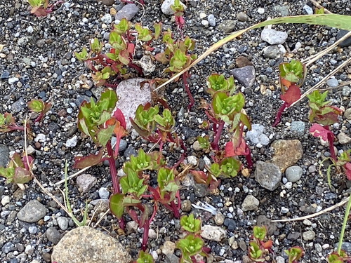 Atriplex subcordata — photo