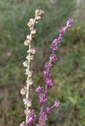 Atriplex subspicata (Orache) — photo