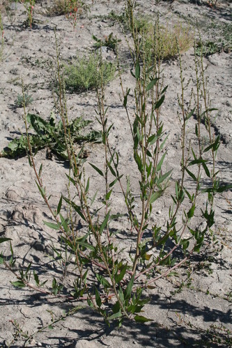 Atriplex subspicata (Orache) — photo