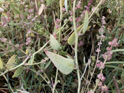 Atriplex subspicata