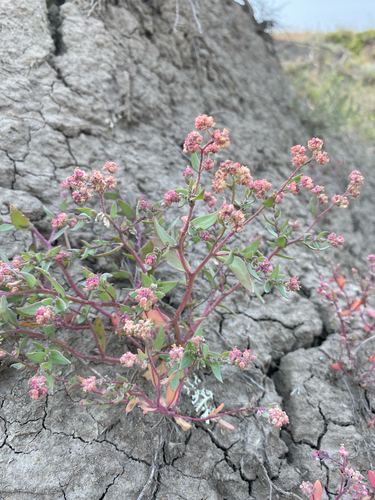 Atriplex suckleyi — photo