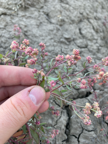 Atriplex suckleyi — photo