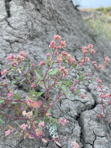 Atriplex suckleyi