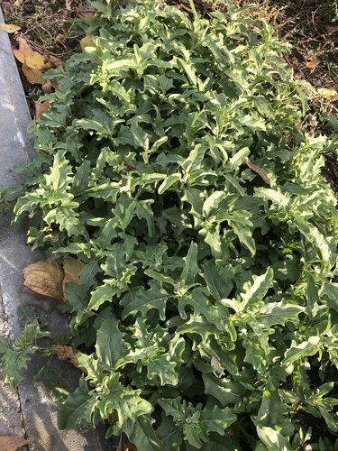 Atriplex tatarica (Tatarian Orache) — photo