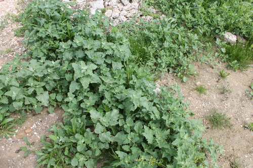 Atriplex tatarica (Tatarian Orache) — photo