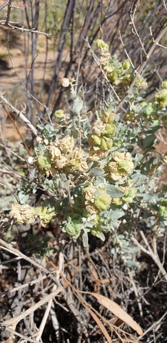 Atriplex vesicaria (Bladder saltbush) — photo