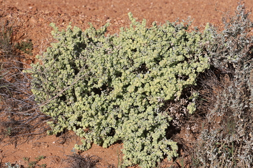 Atriplex vesicaria (Bladder saltbush) — photo