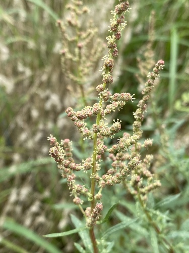 Atriplex wrightii (Wright's saltbush) — photo